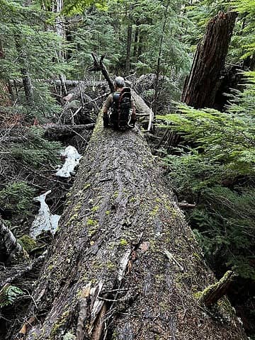 Going down a big log (photo by Brenda)