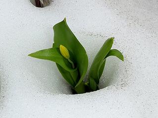 Glacier lily success