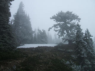 Trees and fog near Para Point