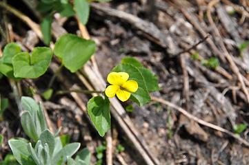 Lake Stuart Flowers.jpg