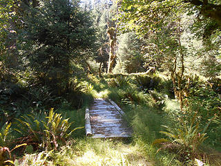 queets_trail_mile_7.5_090614