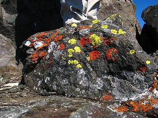 Orange and yellow hazard warning lichens