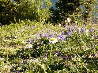 wildflowers on the Lookout Mtn trail in North Cascades mountain range of Washington