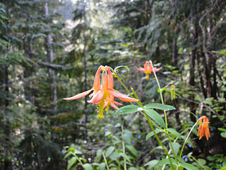 Colombine on Glacier Basin trail.