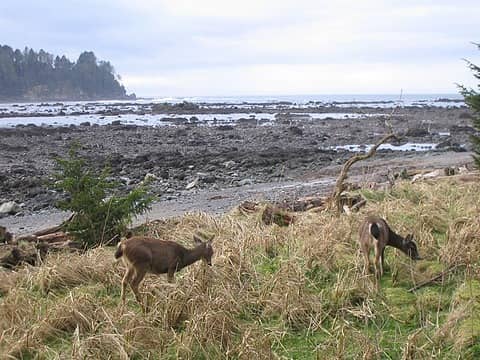 Deer at camp, Cape Alava