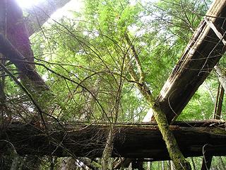 Downed Trees