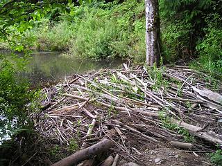 Beaver dam