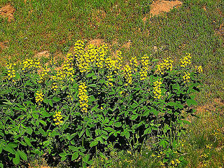 Golden Pea on Nine Mile Ridge