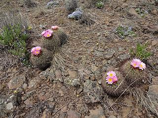 More hedgehogs.