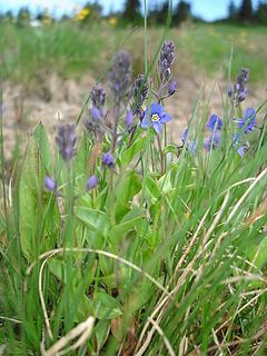 Cusick's speedwell