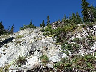 Meadow brim from below