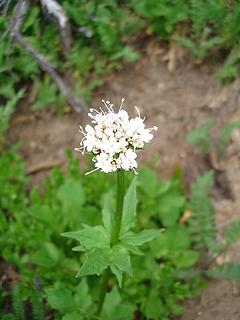 Sitka valerian?