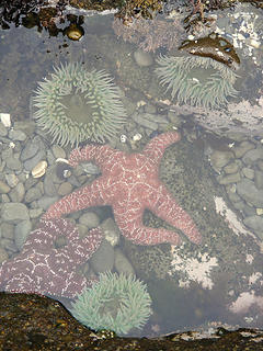 crowded tide pool fun