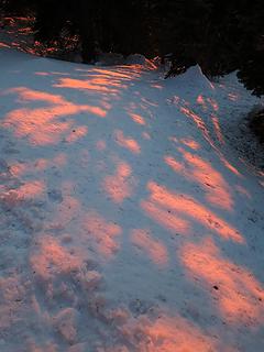 Brilliant pink shadows among the trees.