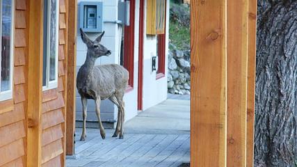 Visitor on the deck