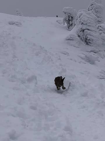 Snowshoe Hare being chased by a Pine Martin. Mailbox Peak