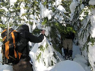 Dense trees near the crest