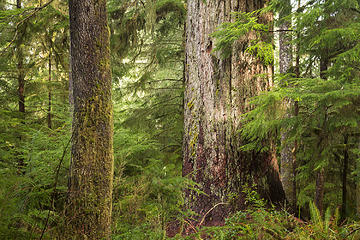 Quinault Rain Forest