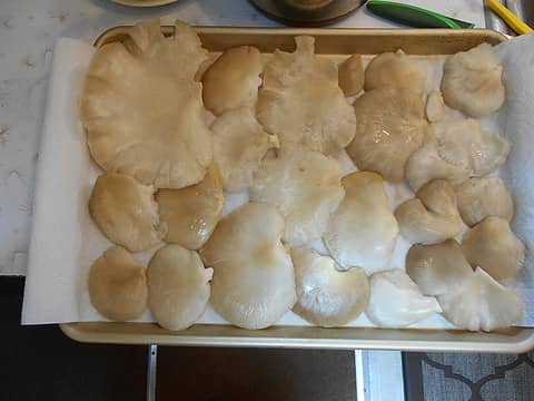 Oyster Mushrooms 05/14/21