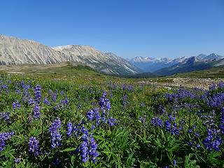 Some lupine