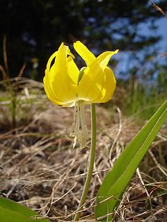 Galcier lily