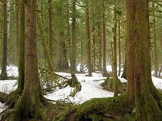 Mist rising off the snow under the trees