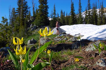 Glacier Lilies at camp.