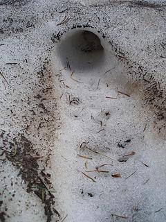 Old pocket gopher tunnel