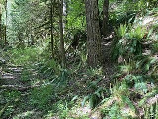 Trail leaving road