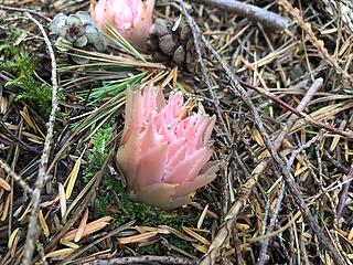 Gnome Plant, Hermitomes Congestum.