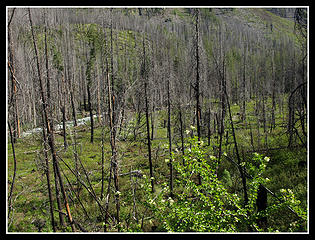 Burn Along Methow