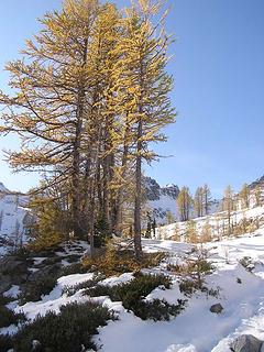 Stand of Larch below Wing Lake