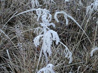 Delicate, frosted grass