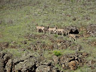 Wildlife in the wildlife area.