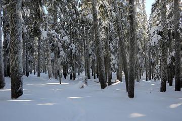 Hiking through the woods toward Thomas