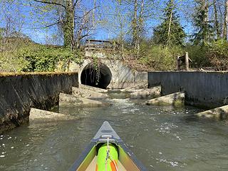 Mercer slough, Bellevue Washington