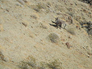 wild burros