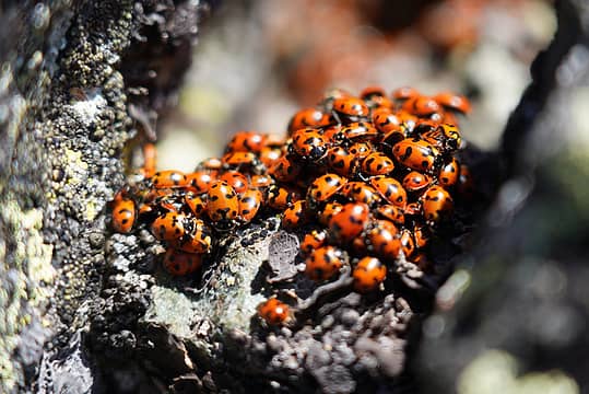 Ladybugs at the Navaho Peak summit