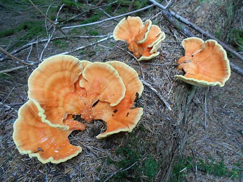 chicken of the woods 47°N 124°W 08/15/21