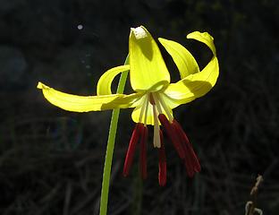 Glacier lily with red stamens