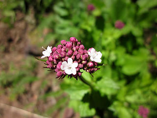 Sitka valerian