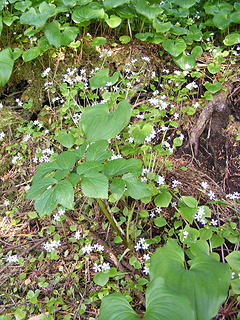 Flower around my campsite