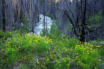 Methow River silvery river, flowers, burned trees