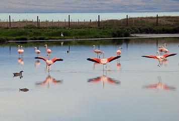 chilean flamingos