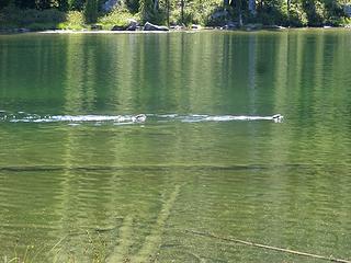 Cruising Lower Wind Lake and grabbing some fish.