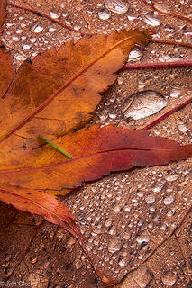 Leaf on Leaf (1 of 1)