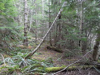 much of the abandoned logging road(s) looked like this