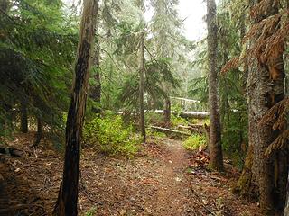 some blowdown along the side trail over to Aurora Ridge just below Lizard Head Peak (this is about where you leave the trail to head NE up to the top)