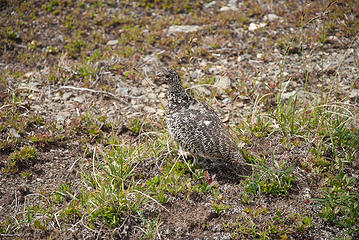 ptarmigan