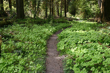 Dense patches of vanilla leaf flank the hoh trail
